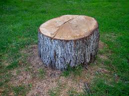 Best Tree Disease Treatment  in Dunkirk, MD