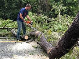 Professional Tree Removal in Dunkirk, MD