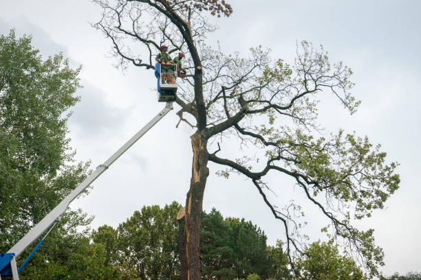 Mulching Services in Dunkirk, MD