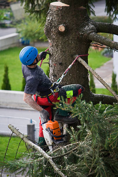 Best Emergency Tree Removal  in Dunkirk, MD