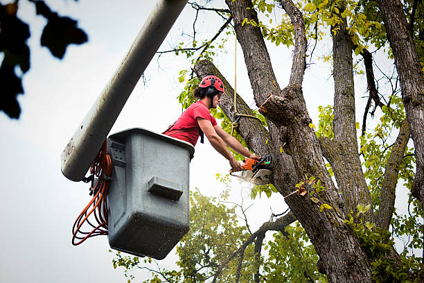 Best Stump Grinding and Removal  in Dunkirk, MD