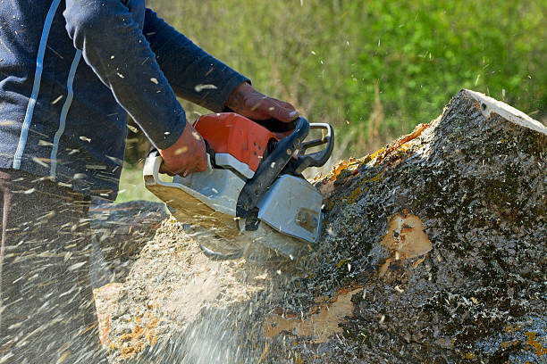 Best Aeration Services  in Dunkirk, MD