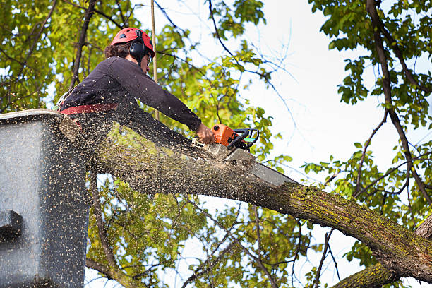 Best Firewood Processing and Delivery  in Dunkirk, MD